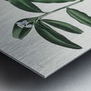 Hooded Warbler Metal print