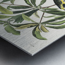 Bachmans Warbler Metal print