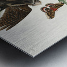 Whip-poor-will Metal print