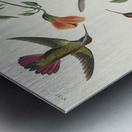Mango Hummingbird Metal print