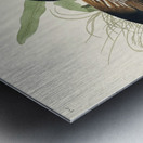 Mango Hummingbird Metal print