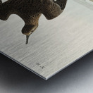 Purple Finch Metal print