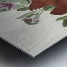 Key-west Dove Metal print