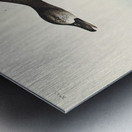 Blue-Winged Teal Metal print