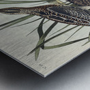 American Snipe Metal print