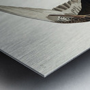 Hudsonian Godwit Metal print