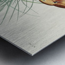 Hudsonian Godwit Metal print