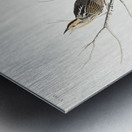 Sharp-tailed Finch Metal print