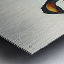 Eared Grebe Metal print