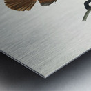 Ferruginous Thrush Metal print