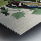 Summer or Wood Duck Metal print