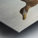 Gadwall Duck Metal print