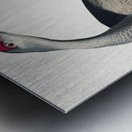 Hooping Crane Impression metal