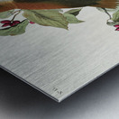 Wood Thrush Metal print