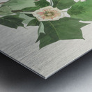 Baltimore Oriole Metal print