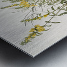 Meadow Lark Metal print