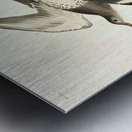 Townsends Sandpiper Metal print