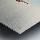 Pectoral Sandpiper Metal print