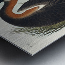 Red-necked Grebe Metal print