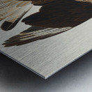 Brasilian Caracara Eagle Metal print