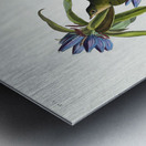 Connecticut Warbler Metal print