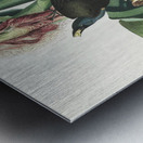 Purple Grakle or Common Crow Blackbird Metal print