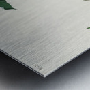 Rathbone Warbler Metal print