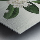 Canada Warbler Metal print