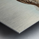 Sharp-tailed Grouse Metal print