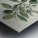 Ground Dove Metal print