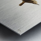 House Wren Metal print