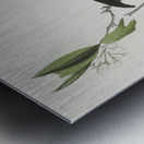 Palm Warbler Metal print