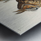 Long-eared Owl Metal print