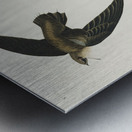 American Swift Metal print