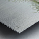 Pigmy curlew Metal print