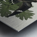 Night Hawk Impression metal