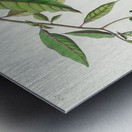 Worm eating Warbler Metal print