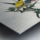 American Goldfinch Metal print