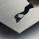 Hutchinss Barnacle Goose Metal print