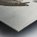 Yellow-Crowned Heron Metal print