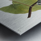 White-crowned Sparrow Metal print