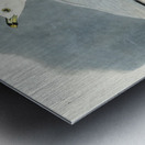 Common American Gull Metal print