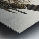 Goshawk and Stanley Hawk Metal print