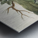 American Pied-billed Metal print