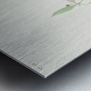 Canadian Titmouse Metal print