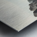 Long-tailed or Dusky Grous Metal print