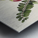 Piping Flycatcher Metal print