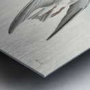 Black Tern Metal print