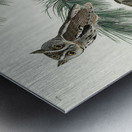 Little Screech Owl Metal print