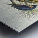 Crested Titmouse Metal print